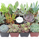 12-Pack Succulents | $25 | Amazon